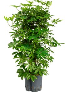 Schefflera arboricola ‘Compacta‘, Vertakt/zuil, H: 100cm, B: 45cm, potmaat: 22/19cm