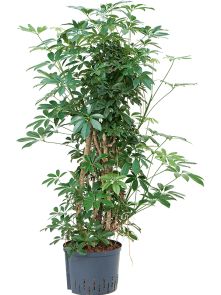 Schefflera arboricola ‘Compacta‘, Vertakt/zuil, H: 125cm, B: 55cm, potmaat: 25/19cm