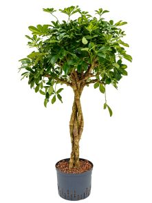 Schefflera arboricola ‘Gold Capella‘, Stam gevlochten, H: 120cm, B: 70cm, potmaat: 25/19cm