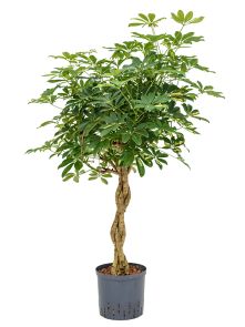 Schefflera arboricola ‘Gold Capella‘, Stam gevlochten, H: 135cm, B: 60cm, potmaat: 22/19cm