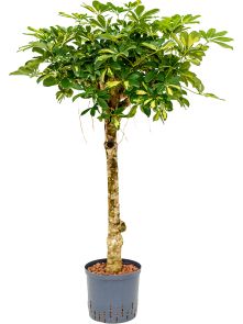 Schefflera arboricola ‘Gold Capella‘, Stam, H: 110cm, B: 50cm, potmaat: 22/19cm