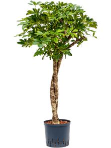 Schefflera arboricola ‘Gold Capella‘, Stam twist, H: 125cm, B: 50cm, potmaat: 22/19cm