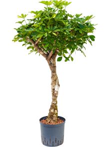 Schefflera arboricola ‘Gold Capella‘, Stam twist, H: 125cm, B: 70cm, potmaat: 25/19cm