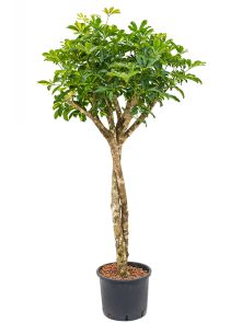 Schefflera arboricola ‘Gold Capella‘, Stam twist, H: 190cm, B: 75cm, potmaat: 30/26cm