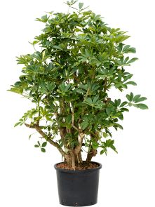 Schefflera arboricola ‘Gold Capella‘, Vertakt, H: 125cm, B: 70cm, potmaat: 28/24cm