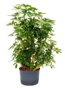 Schefflera arboricola ‘Gold Capella‘, Vertakt, H: 130cm, B: 80cm, potmaat: 28/19cm