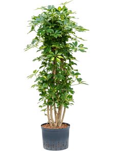 Schefflera arboricola ‘Gold Capella‘, Vertakt/zuil, H: 130cm, B: 50cm, potmaat: 25/19cm