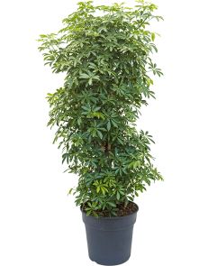 Schefflera arboricola ‘Luseana‘, Vertakt/zuil, H: 100cm, B: 35cm, potmaat: 30cm
