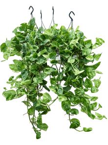 Scindapsus (Epipremnum) ‘Global Green‘ 4/tray, Hanger, H: 40cm, B: 20cm, potmaat: 15cm