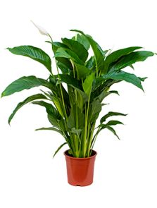 Spathiphyllum ‘Sweet Lauretta‘, Bush, H: 90cm, B: 60cm, potmaat: 24cm