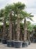 trachycarpus fortunei 520560 stam 300340 h 540cm b 180cm potmaat 100cm