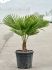 trachycarpus fortunei 90120 stam 1020 h 105cm b 80cm potmaat 33cm