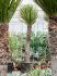 yucca carnerosana multi stam h 275cm b 85cm potmaat 60cm