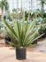 yucca carnerosana stam h 110cm b 100cm potmaat 27cm