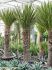 yucca carnerosana stam h 260cm b 120cm potmaat 55cm