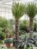 yucca carnerosana stam h 260cm b 75cm potmaat 50cm