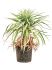 yucca desmetiana stam h 70cm b 60cm potmaat 30cm