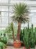 yucca filifera stam h 500cm b 220cm potmaat 100cm