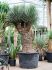yucca filifera stam vertakt h 230cm b 80cm potmaat 80cm