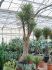 yucca filifera stam vertakt h 400cm b 140cm potmaat 80cm