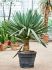 yucca gloriosa lone star stam h 140cm b 110cm potmaat 48cm
