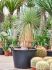 yucca linearifolia stam h 140cm b 60cm potmaat 55cm