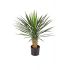 yucca rostrata head h 80cm