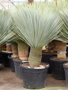 Yucca rostrata, Stam 30-40, H: 155cm, B: 120cm, potmaat: 50cm
