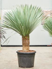 Yucca rostrata, Stam 40-50, H: 170cm, B: 120cm, potmaat: 55cm