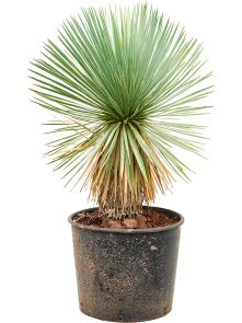 Yucca rostrata, Stam, H: 85cm, B: 55cm, potmaat: 28cm