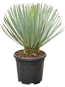 Yucca thompsoniana, Stam, H: 75cm, B: 50cm, potmaat: 31cm