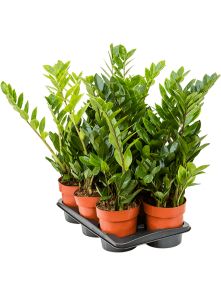 Zamioculcas zamiifolia 6/tray, Toef, H: 65cm, B: 30cm, potmaat: 17cm