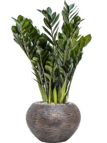 Zamioculcas zamiifolia ‘Super Nova‘ in Baq Luxe Lite Wrinkle, diam: 28cm, H: 68cm
