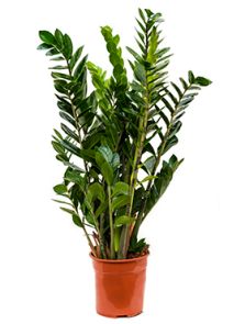 Zamioculcas zamiifolia, Toef, H: 90cm, B: 50cm, potmaat: 24cm