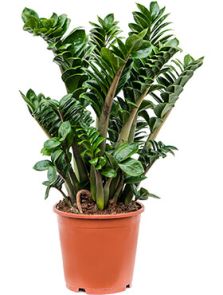 Zamioculcas zamiifolia ‘Zenzi‘, Toef, H: 65cm, B: 50cm, potmaat: 21cm