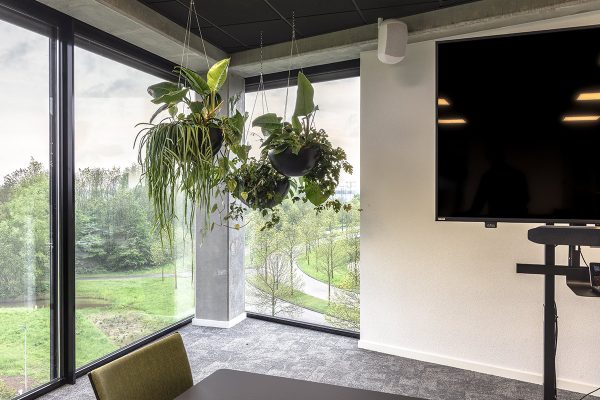 Beste kantoorplanten voor bedrijven