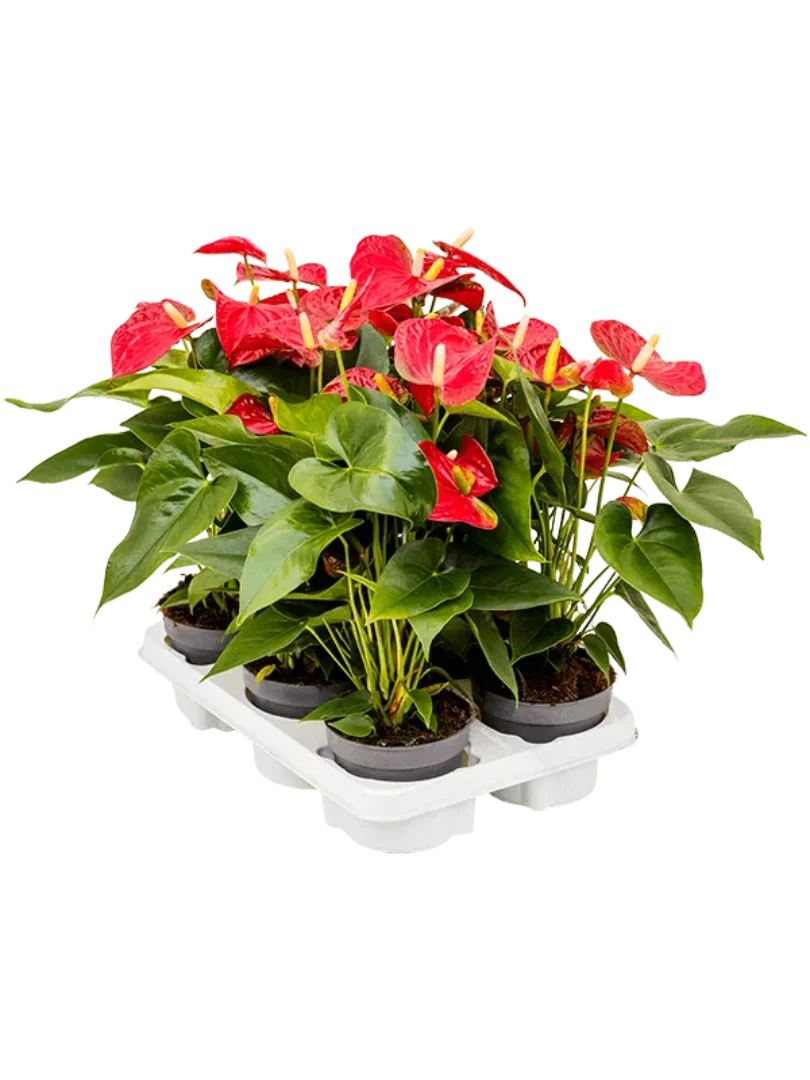 3f0949bc-902a-4fcd-a65c-d6f8a174fe5f-2f48eafc-479b-41a3-91a0-c8e446accb00