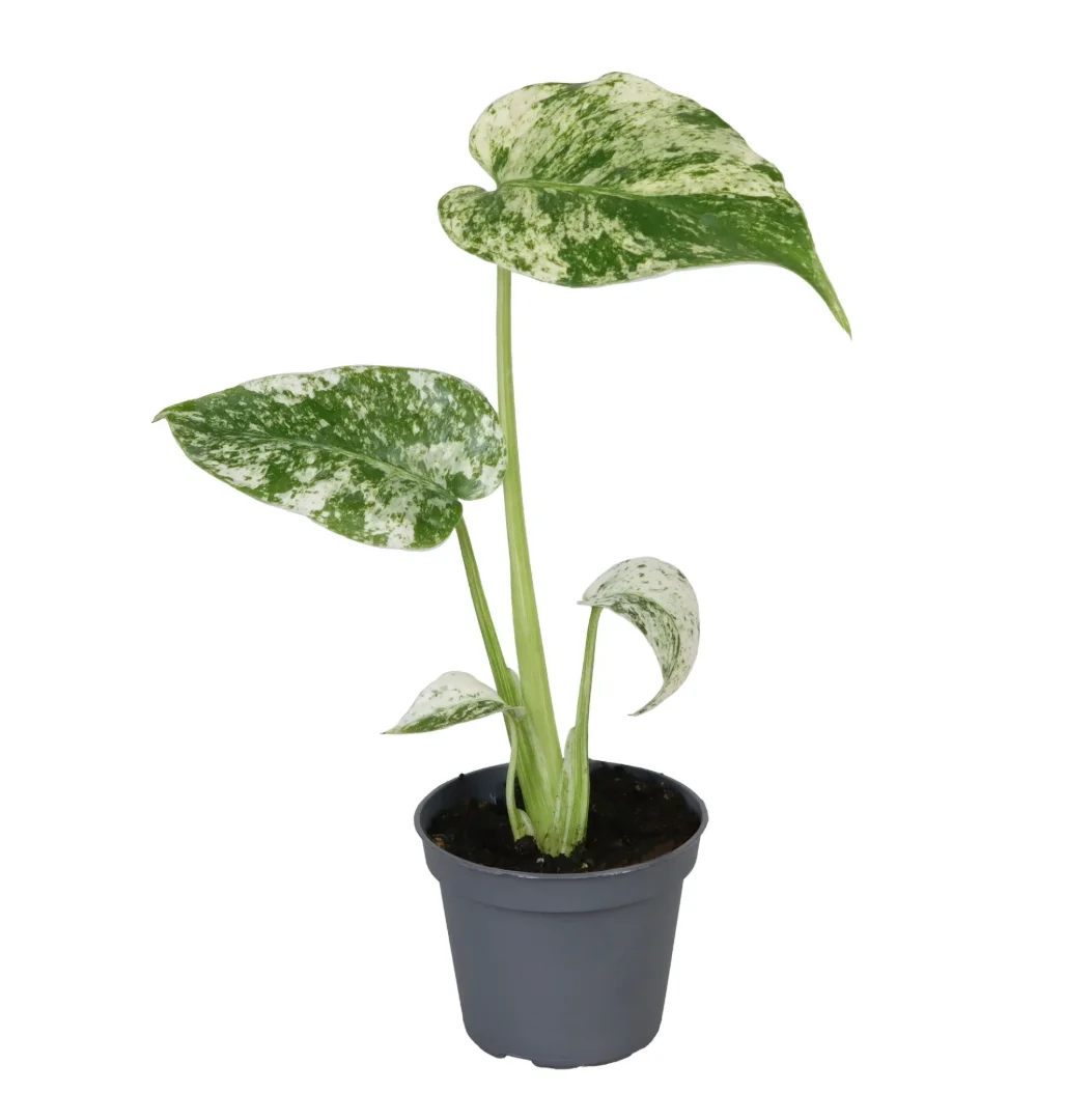 3f0949bc-902a-4fcd-a65c-d6f8a174fe5f-482f06c1-21e6-4932-beee-f55b8a5ecfd7
