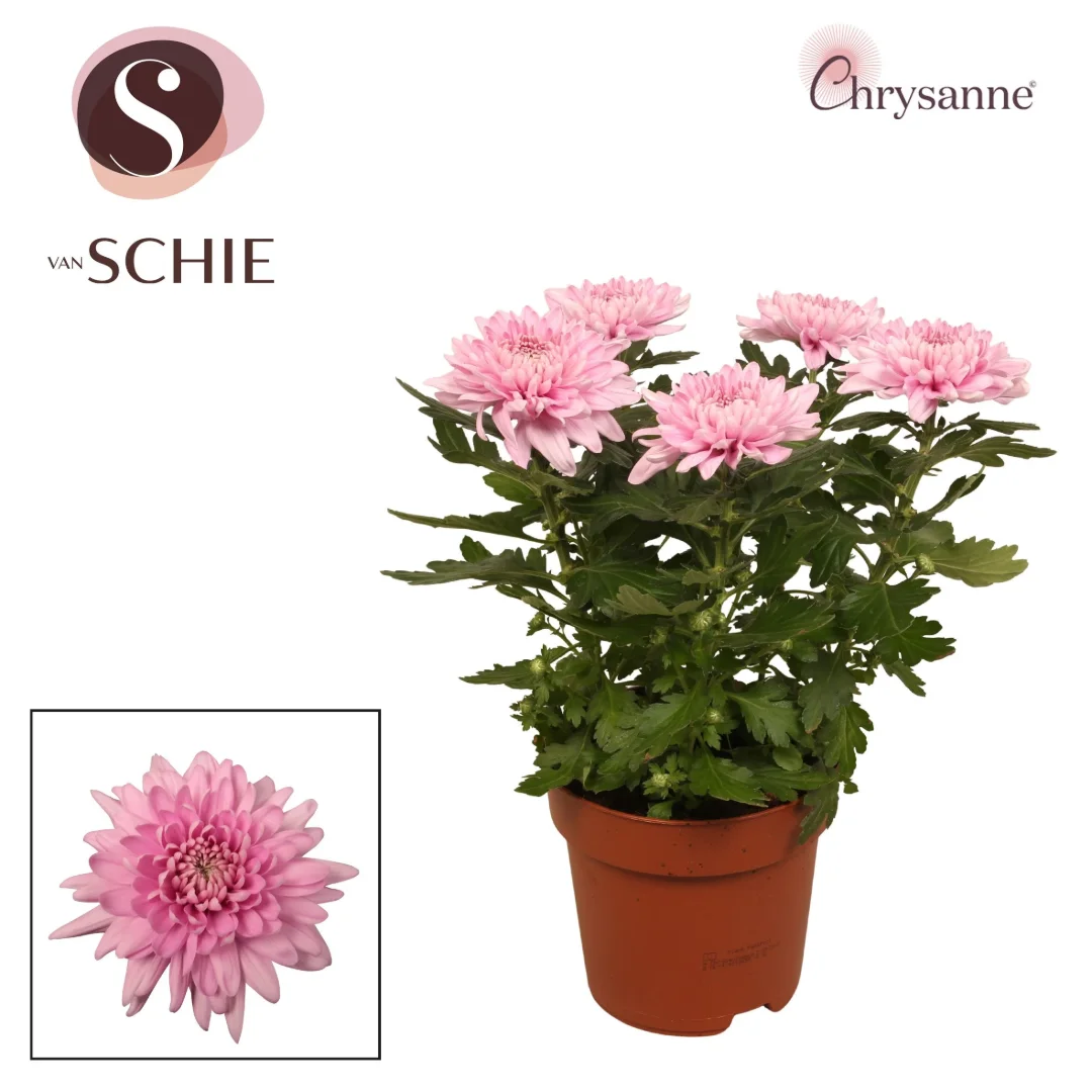 3f0949bc-902a-4fcd-a65c-d6f8a174fe5f-416ebe92-8c65-45c2-9a6a-f38fe5eb880c