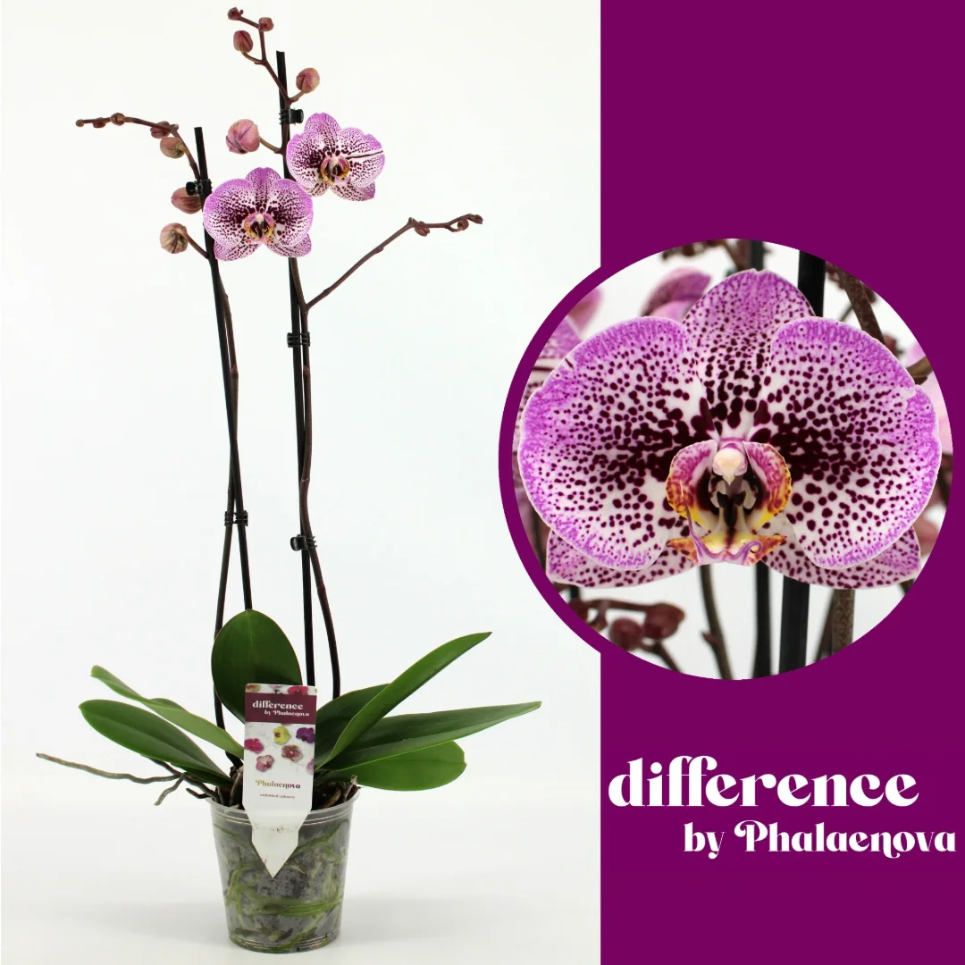 3f0949bc-902a-4fcd-a65c-d6f8a174fe5f-8bfae08a-63e4-4471-ac52-4361488b8ff8