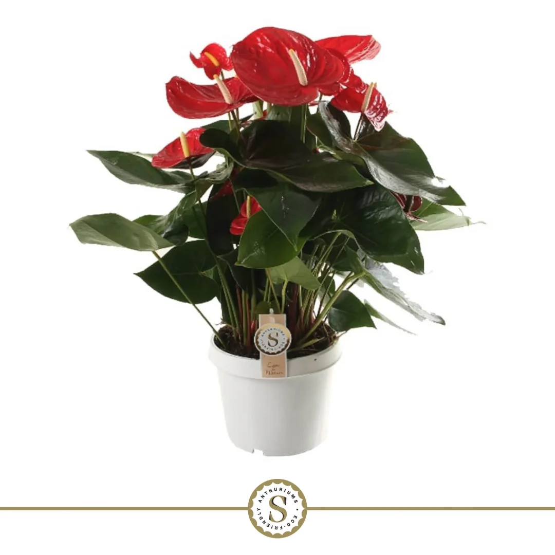 3f0949bc-902a-4fcd-a65c-d6f8a174fe5f-efbc8a4e-3a9c-4535-8fc3-9ca75a246e2b