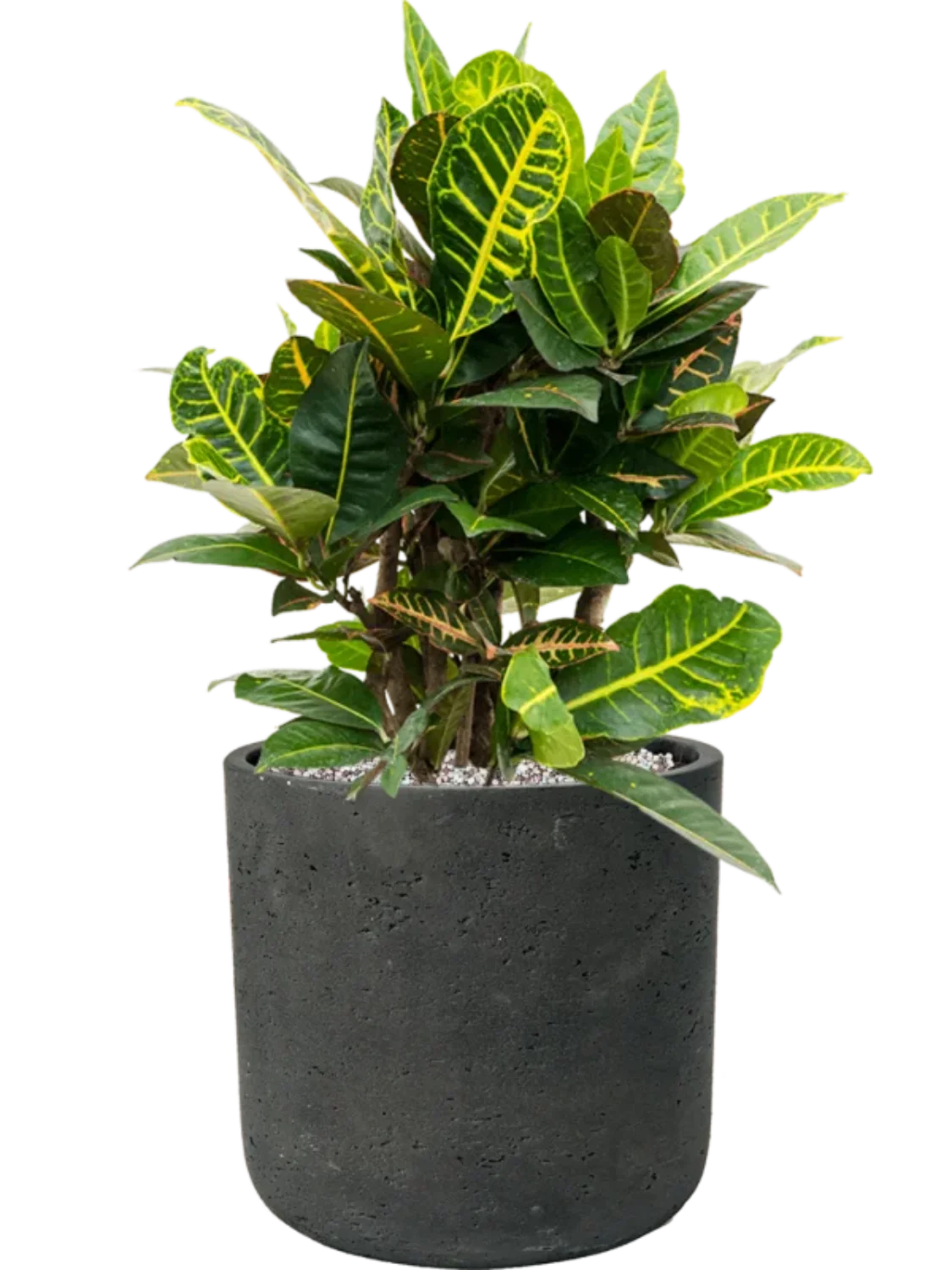 3f0949bc-902a-4fcd-a65c-d6f8a174fe5f-98ee2f28-f3e0-4971-b044-d0717c346ffd