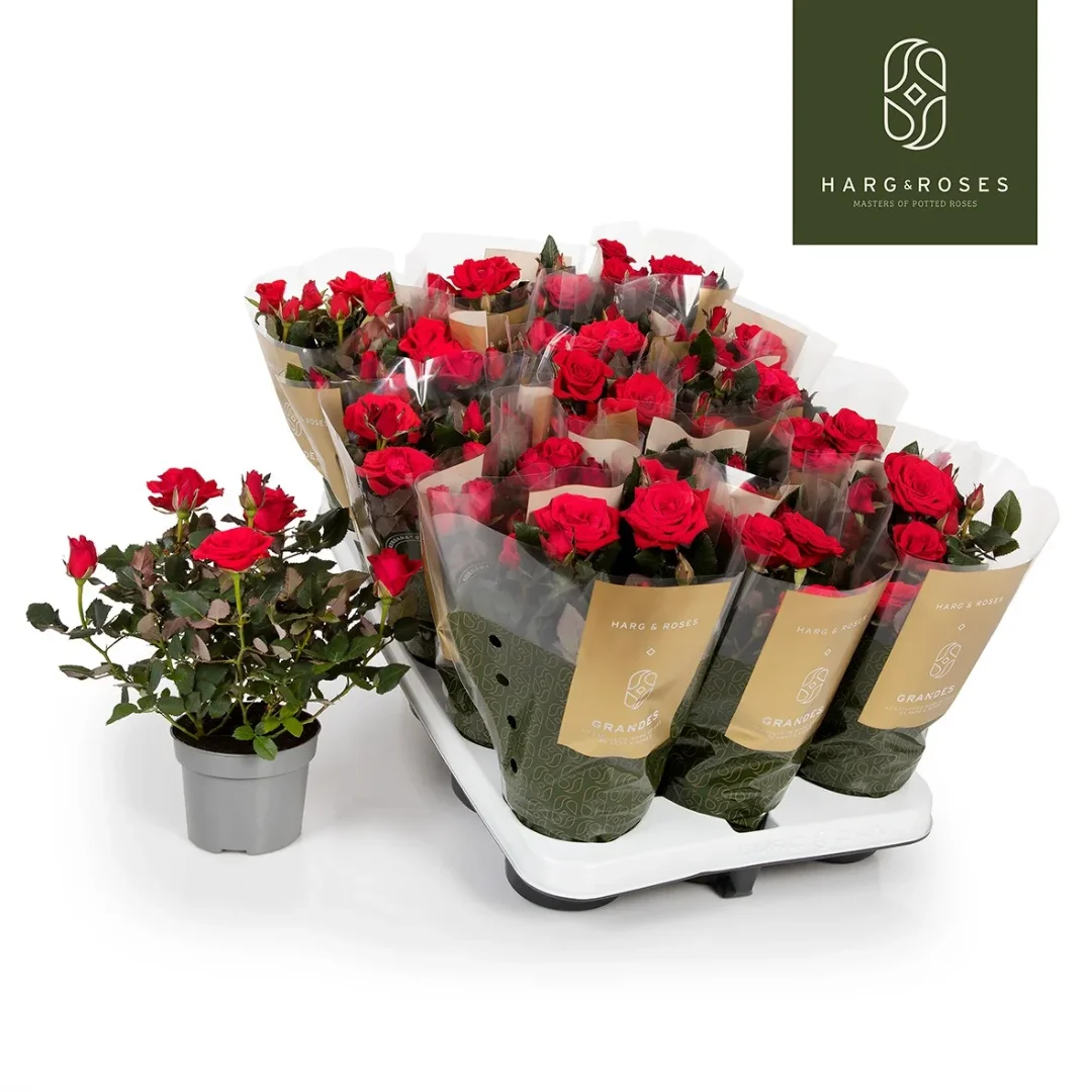 3f0949bc-902a-4fcd-a65c-d6f8a174fe5f-8dc8afb0-1b50-42ef-9728-93ab5f6aca02