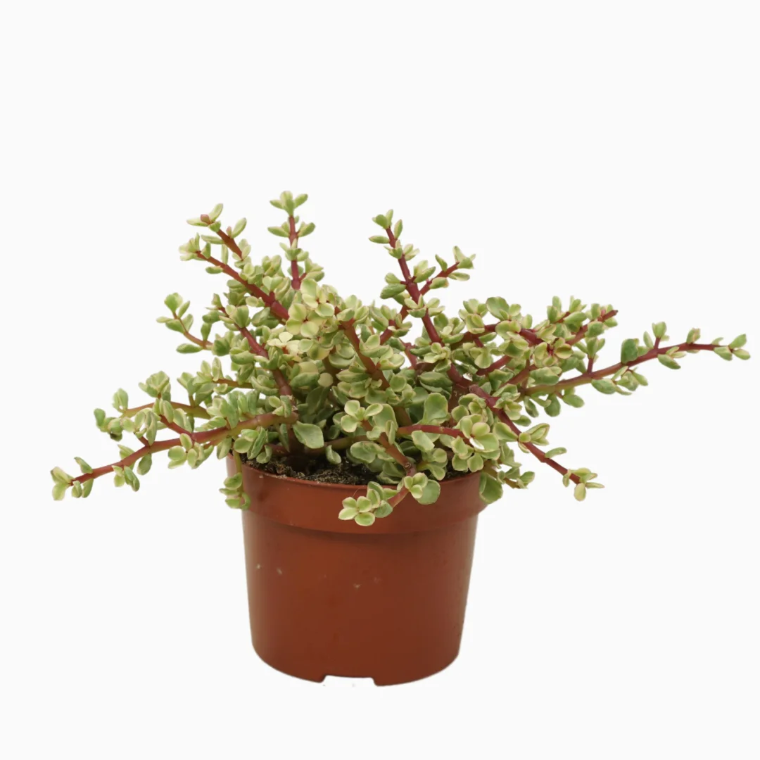 3f0949bc-902a-4fcd-a65c-d6f8a174fe5f-19f2a598-eddd-42b6-b07f-06d41b5456f0